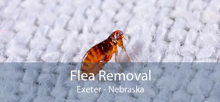 Flea Removal Exeter - Nebraska