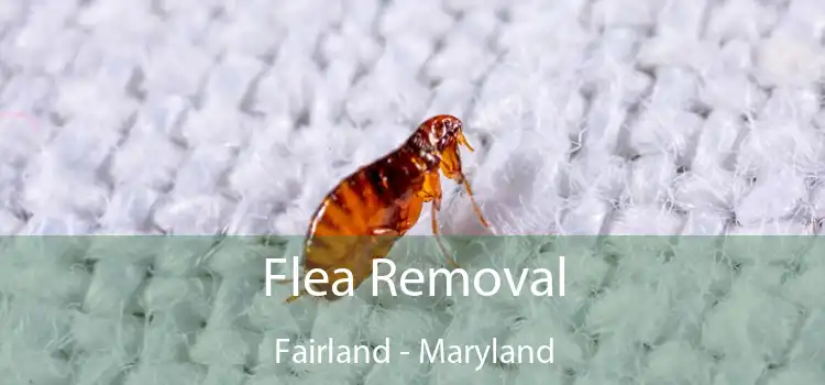 Flea Removal Fairland - Maryland