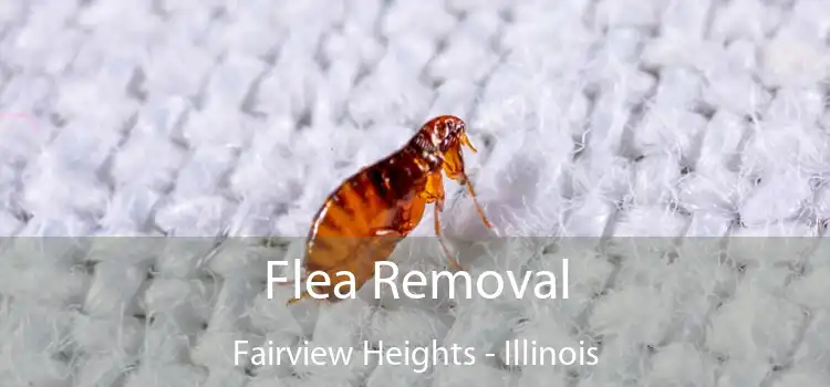 Flea Removal Fairview Heights - Illinois