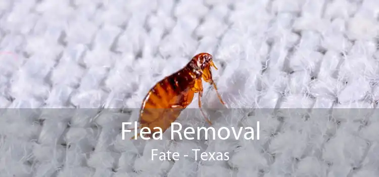 Flea Removal Fate - Texas