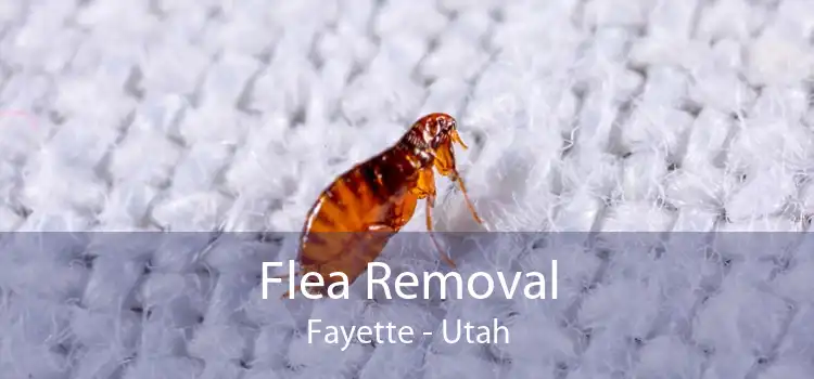 Flea Removal Fayette - Utah