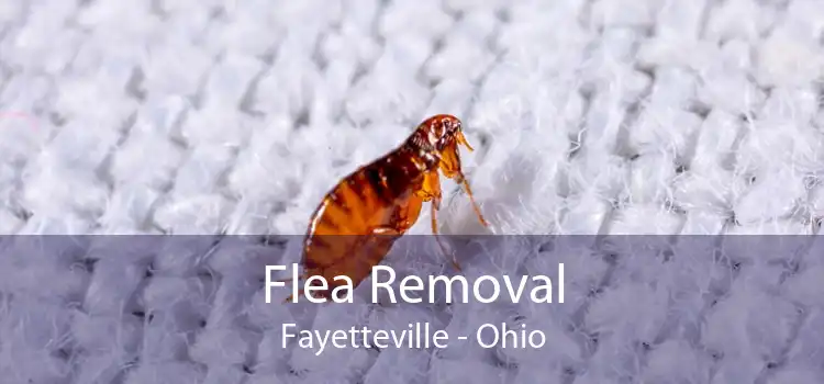 Flea Removal Fayetteville - Ohio