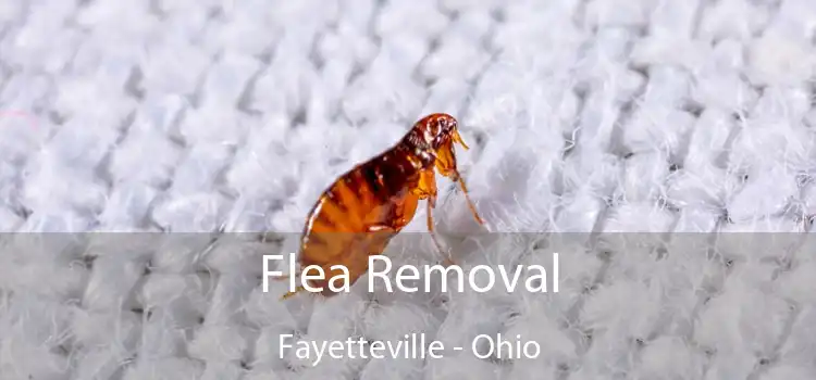 Flea Removal Fayetteville - Ohio