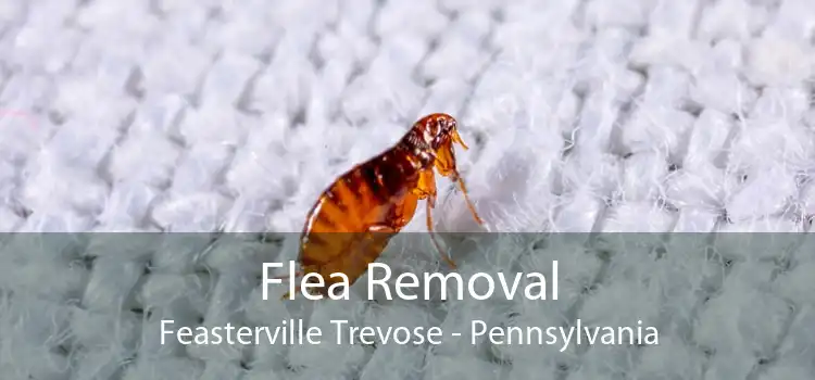 Flea Removal Feasterville Trevose - Pennsylvania