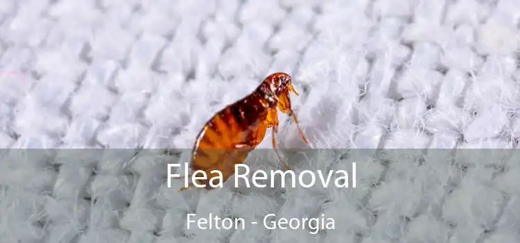 Flea Removal Felton - Georgia