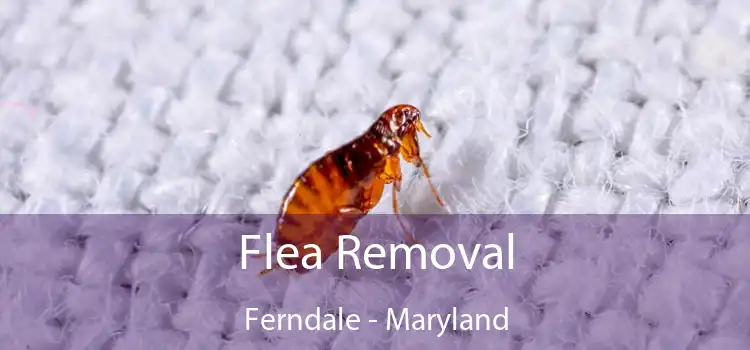 Flea Removal Ferndale - Maryland