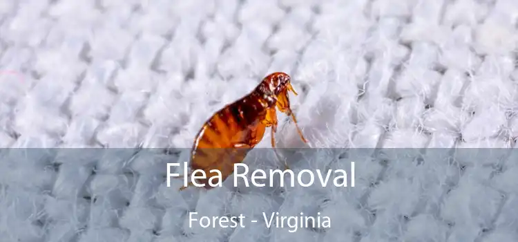 Flea Removal Forest - Virginia