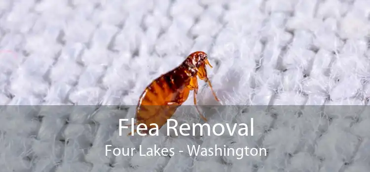 Flea Removal Four Lakes - Washington