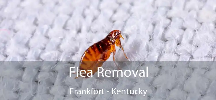 Flea Removal Frankfort - Kentucky