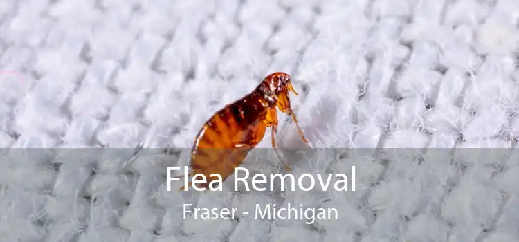 Flea Removal Fraser - Michigan