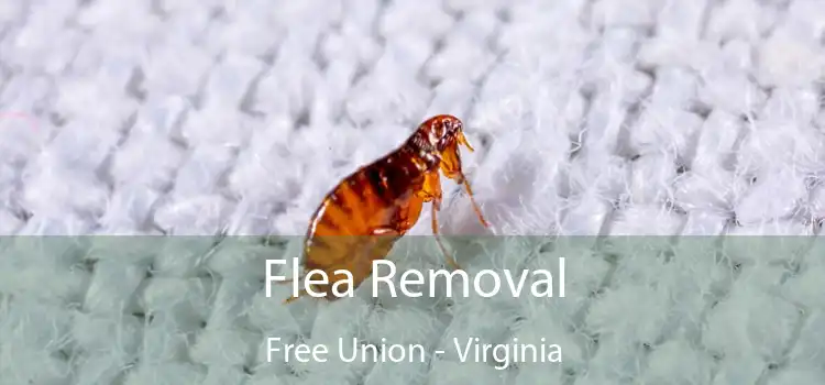 Flea Removal Free Union - Virginia