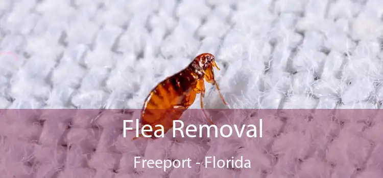 Flea Removal Freeport - Florida