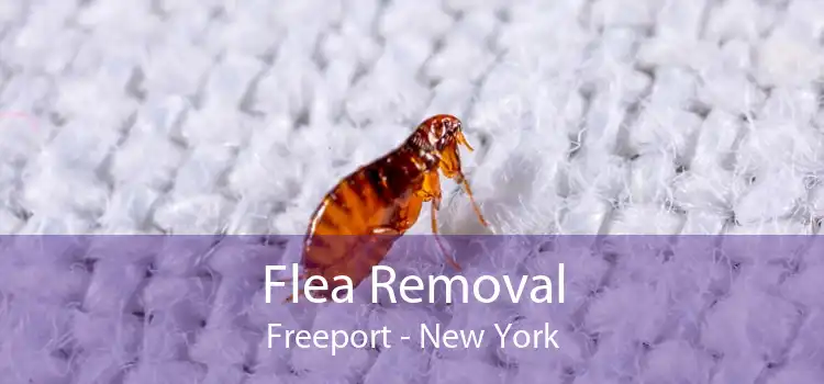 Flea Removal Freeport - New York