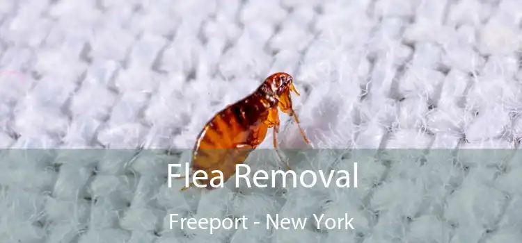 Flea Removal Freeport - New York