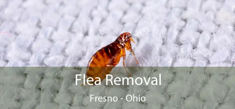 Flea Removal Fresno - Ohio