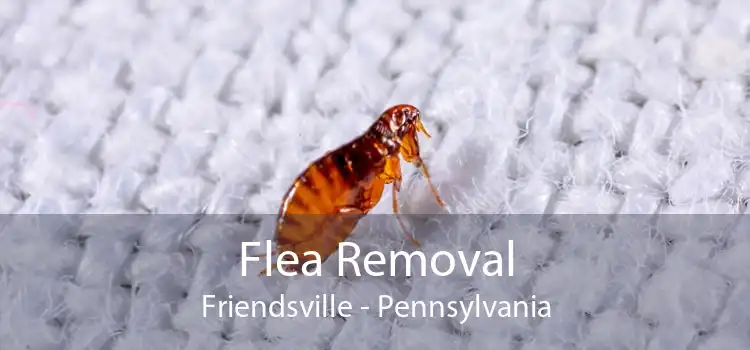 Flea Removal Friendsville - Pennsylvania