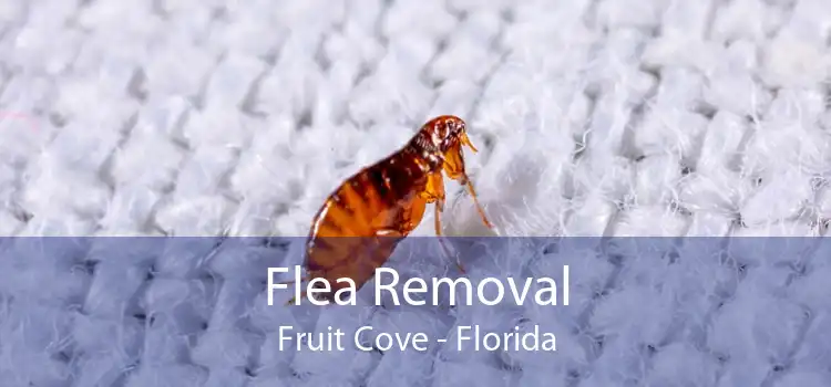 Flea Removal Fruit Cove - Florida