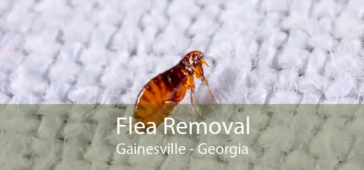 Flea Removal Gainesville - Georgia