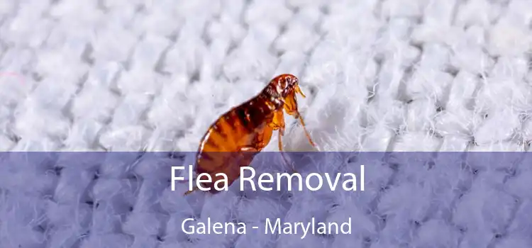 Flea Removal Galena - Maryland