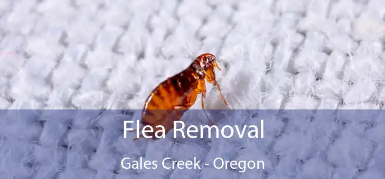 Flea Removal Gales Creek - Oregon