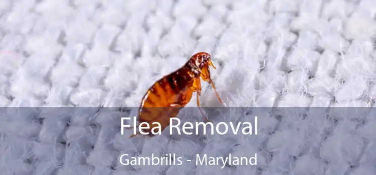 Flea Removal Gambrills - Maryland