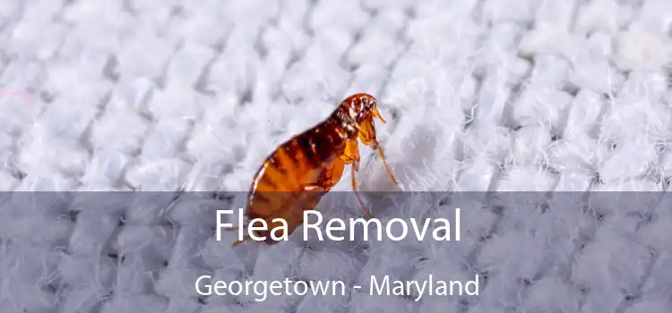 Flea Removal Georgetown - Maryland