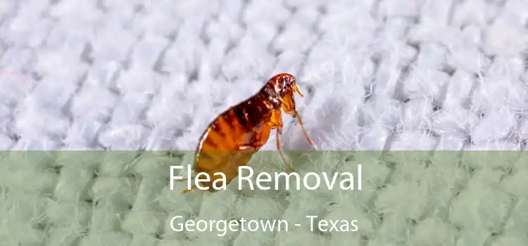 Flea Removal Georgetown - Texas