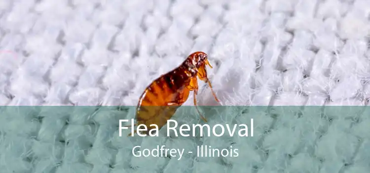 Flea Removal Godfrey - Illinois