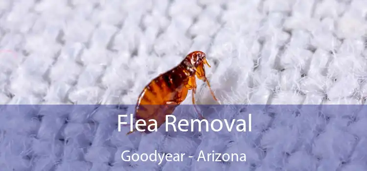 Flea Removal Goodyear - Arizona