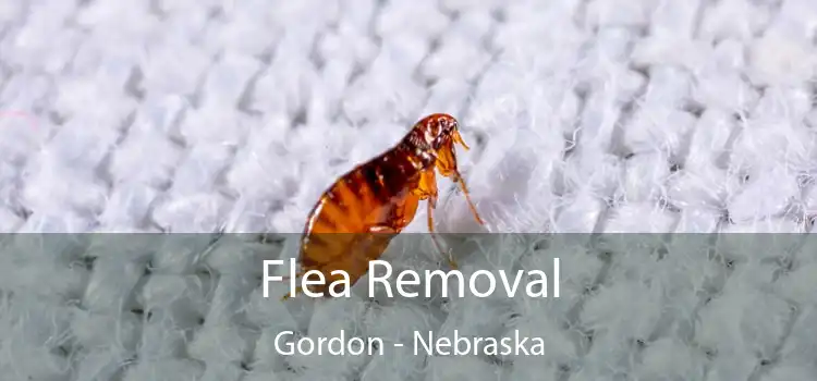Flea Removal Gordon - Nebraska