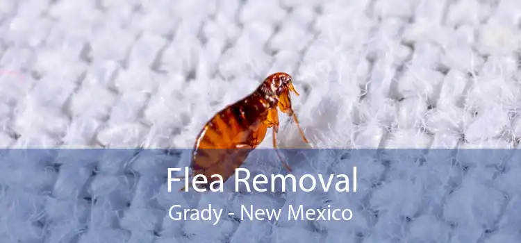 Flea Removal Grady - New Mexico