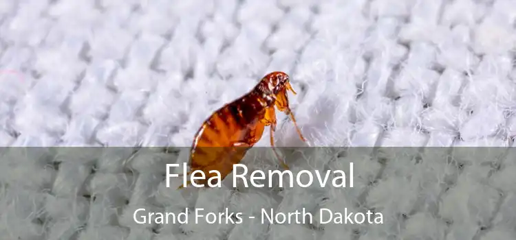 Flea Removal Grand Forks - North Dakota