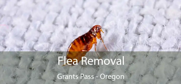 Flea Removal Grants Pass - Oregon