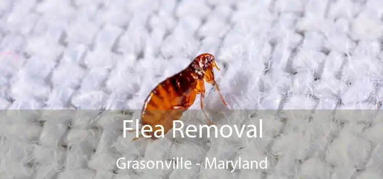 Flea Removal Grasonville - Maryland
