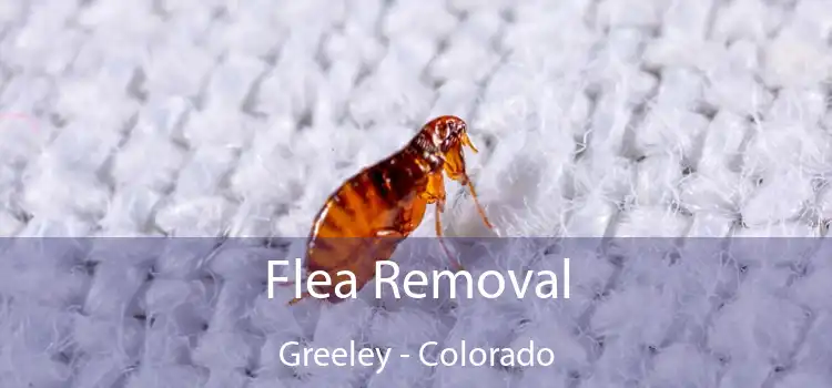 Flea Removal Greeley - Colorado