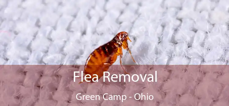 Flea Removal Green Camp - Ohio