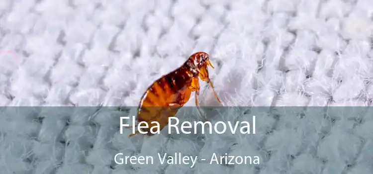 Flea Removal Green Valley - Arizona