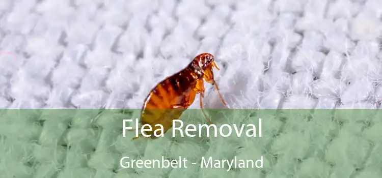 Flea Removal Greenbelt - Maryland