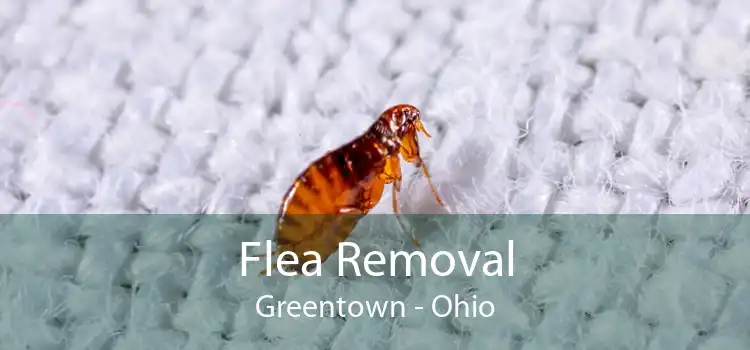 Flea Removal Greentown - Ohio