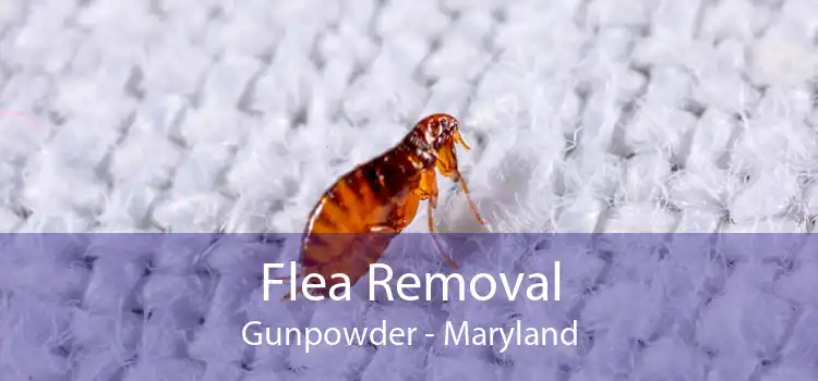 Flea Removal Gunpowder - Maryland