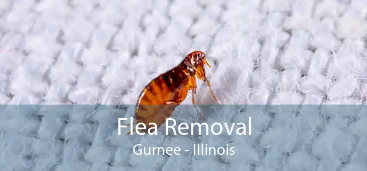 Flea Removal Gurnee - Illinois