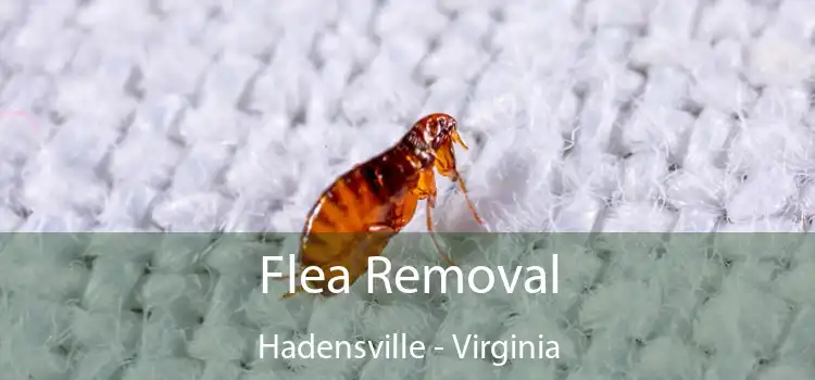 Flea Removal Hadensville - Virginia