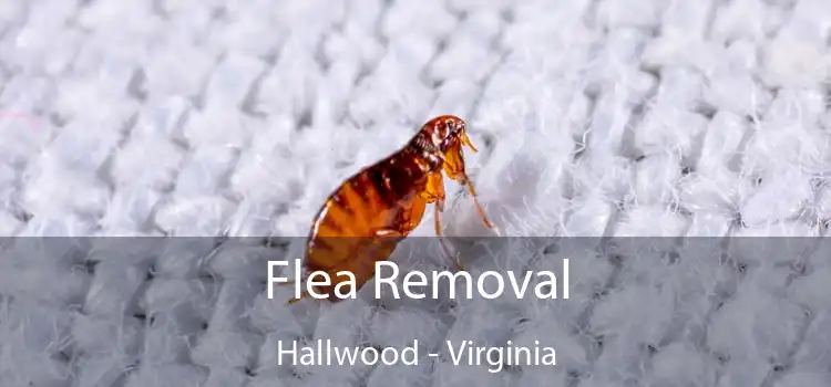 Flea Removal Hallwood - Virginia