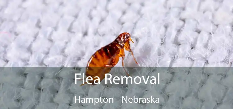 Flea Removal Hampton - Nebraska