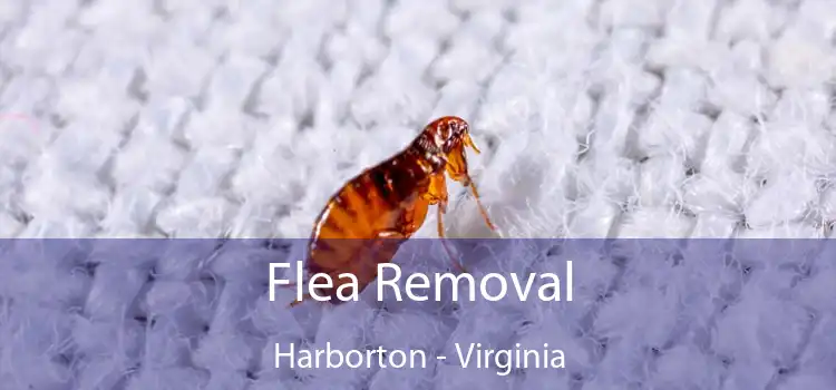 Flea Removal Harborton - Virginia