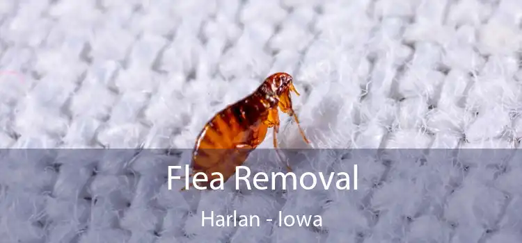 Flea Removal Harlan - Iowa