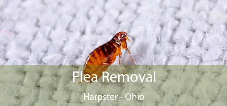 Flea Removal Harpster - Ohio