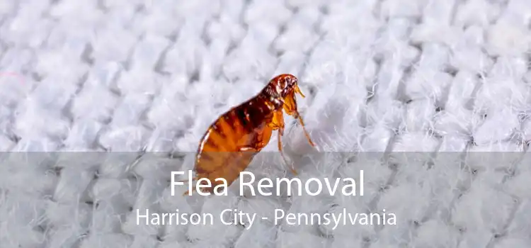 Flea Removal Harrison City - Pennsylvania