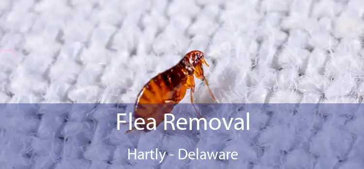 Flea Removal Hartly - Delaware