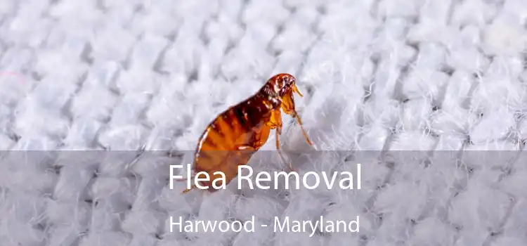 Flea Removal Harwood - Maryland